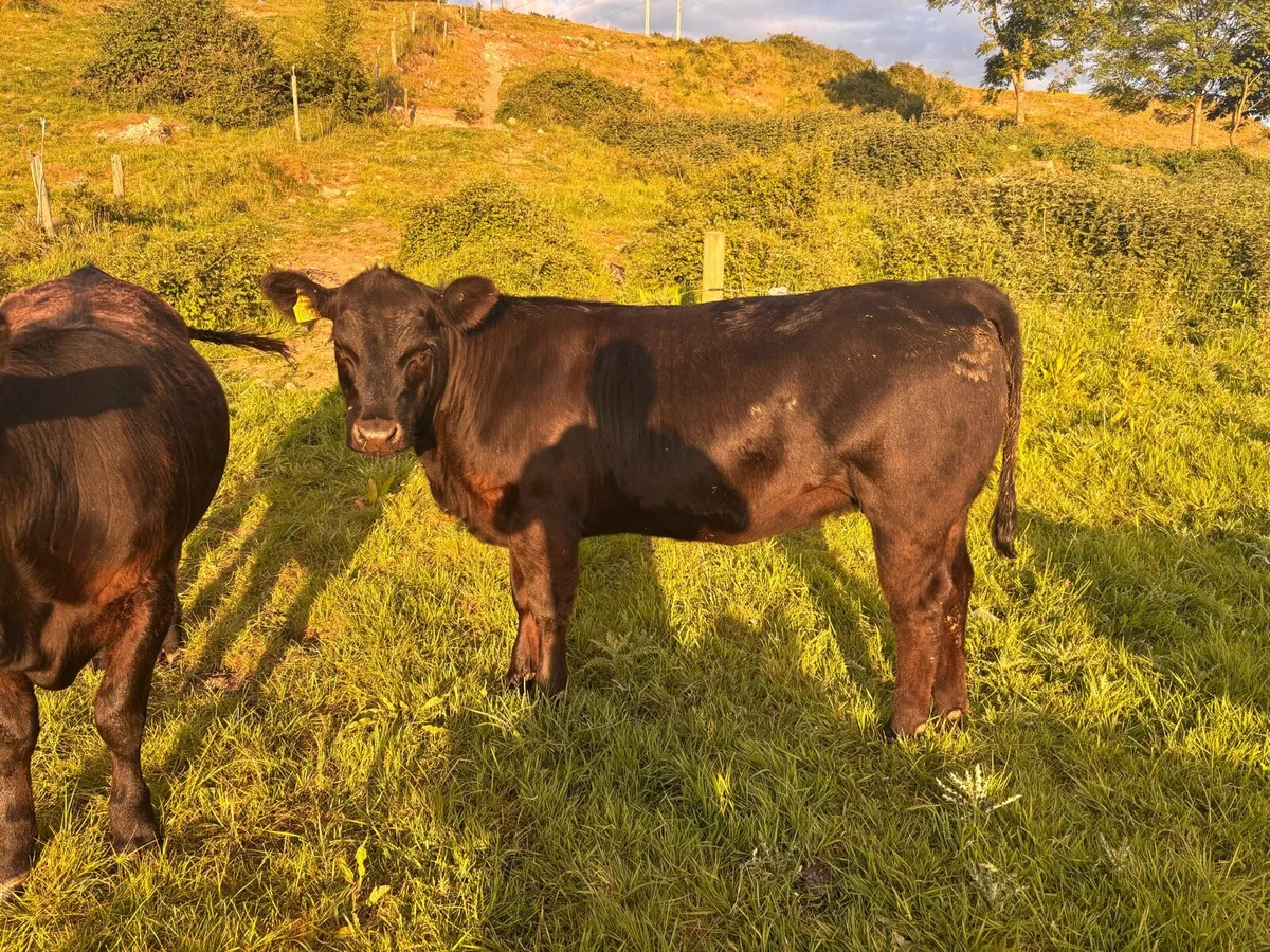 Heifer - Image 1