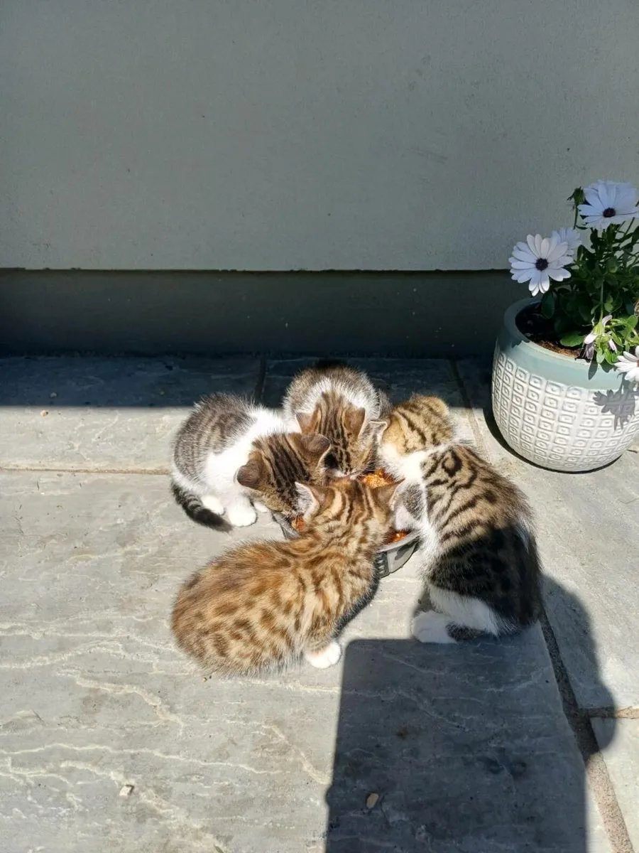 Kittens - Image 2