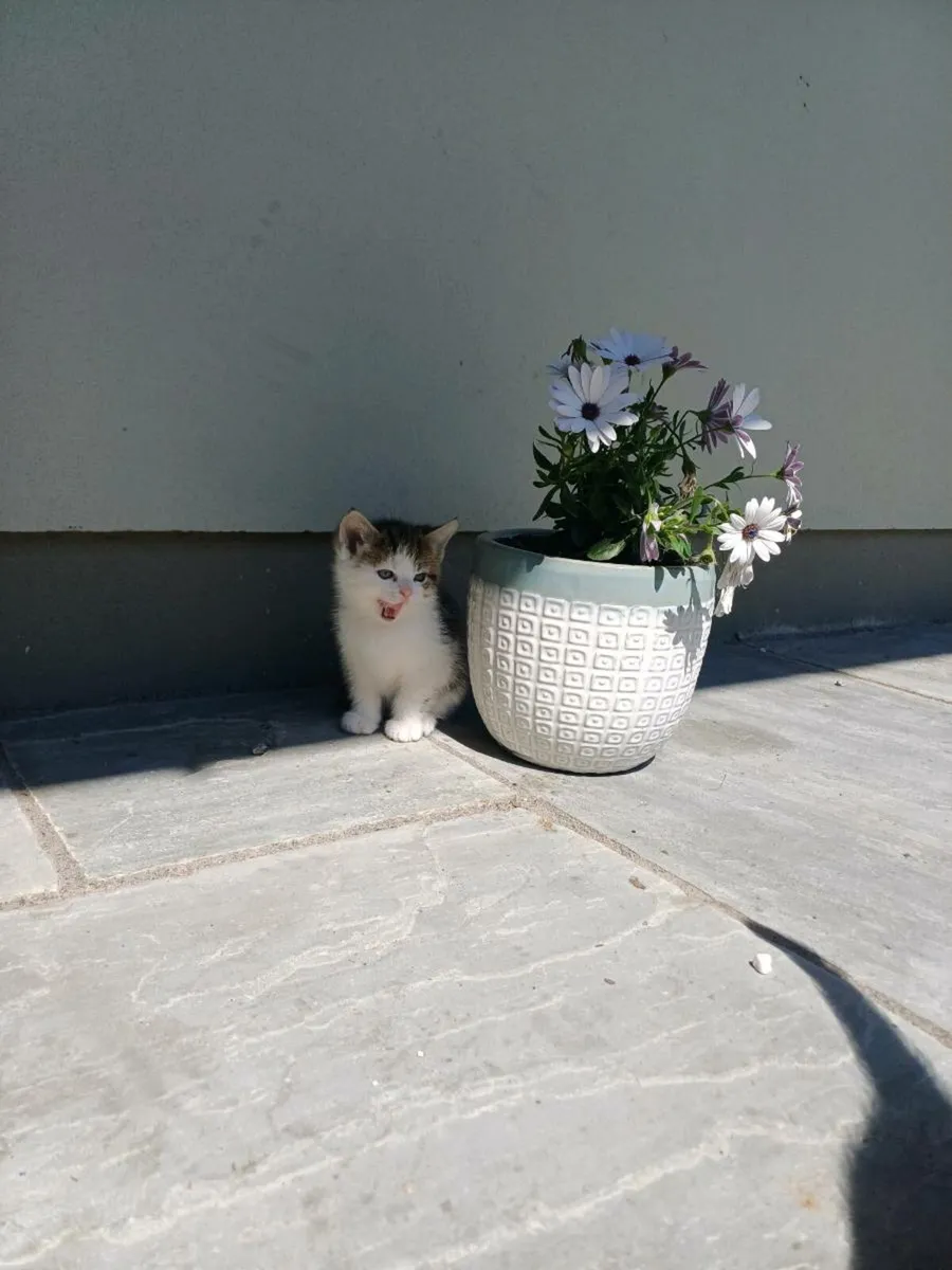 Kittens - Image 3