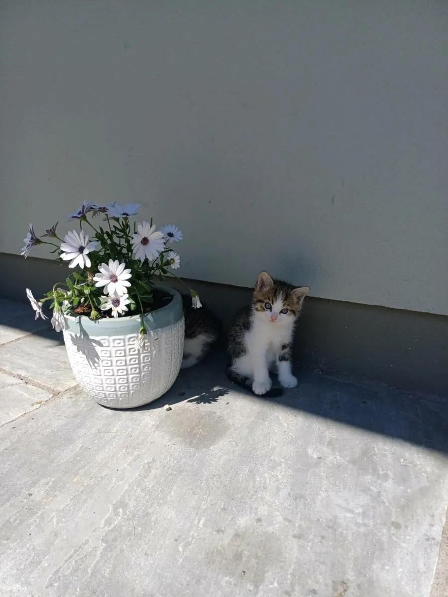Kittens - Image 1