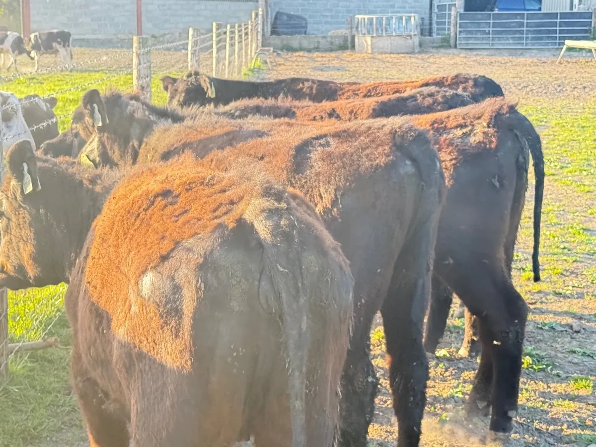 5 SUCKLER BRED ANGUS HEIFERS ( 270 KGS ) - Image 4