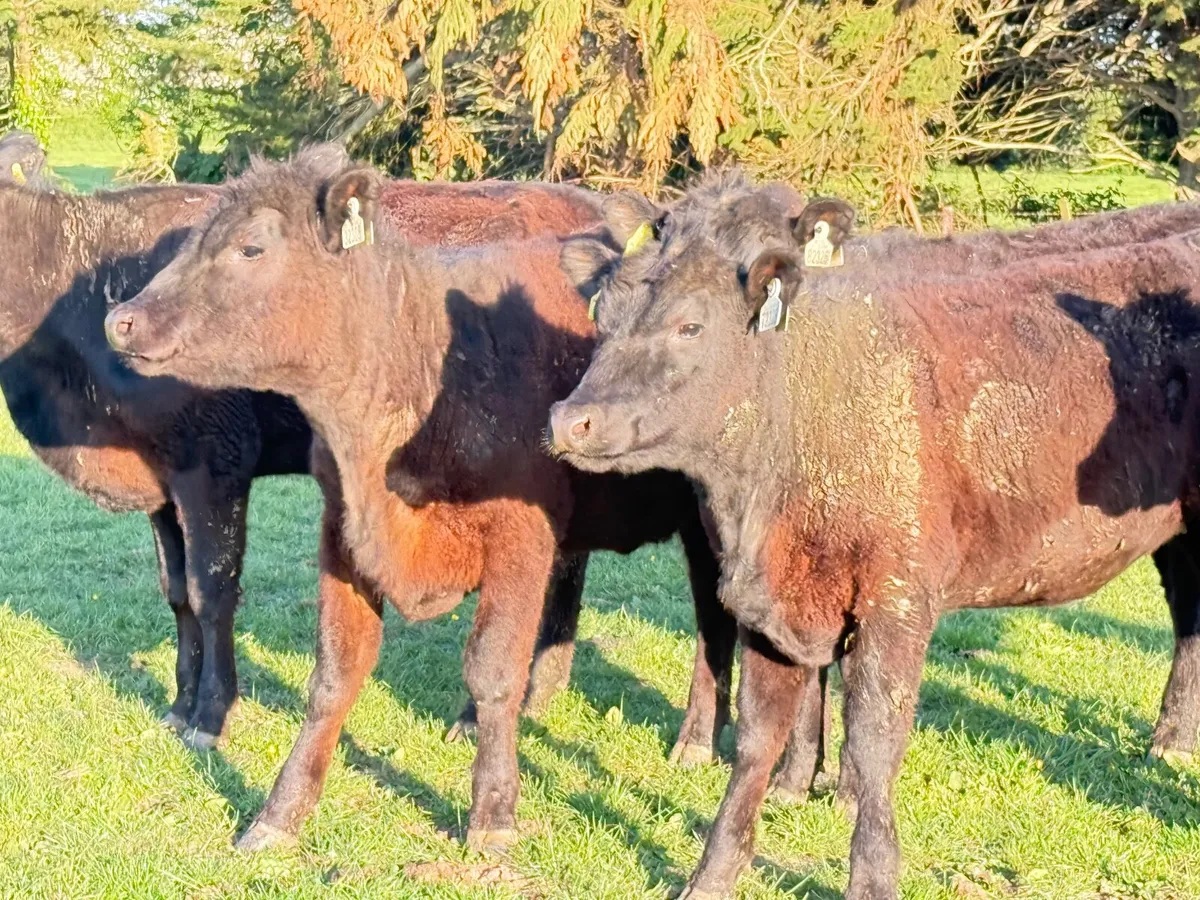 5 SUCKLER BRED ANGUS HEIFERS ( 270 KGS ) - Image 3