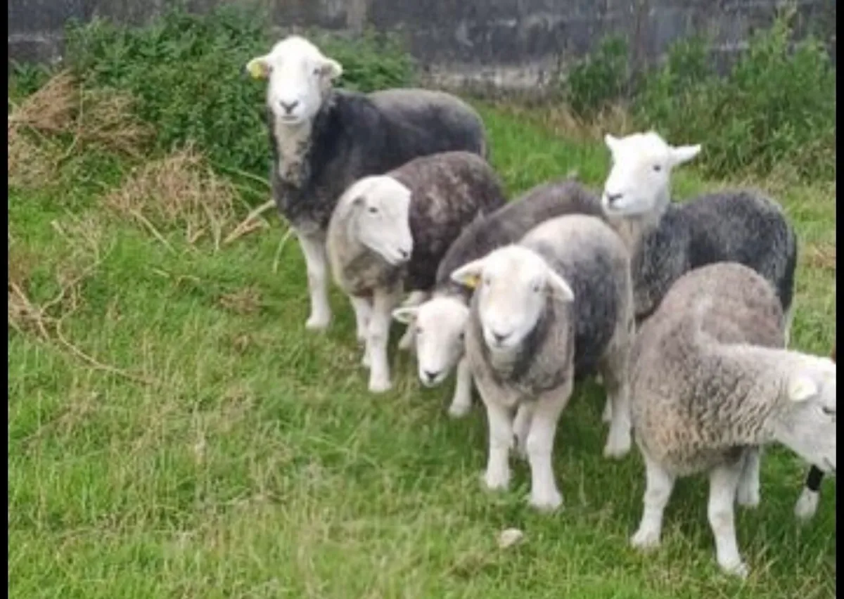 2 Herdwick Hogget ewes and ram lambs at foot - Image 2