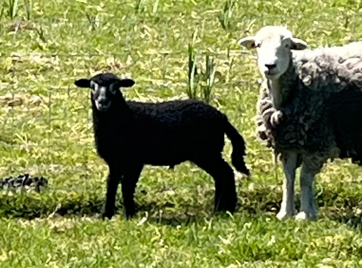 2 Herdwick Hogget ewes and ram lambs at foot - Image 3