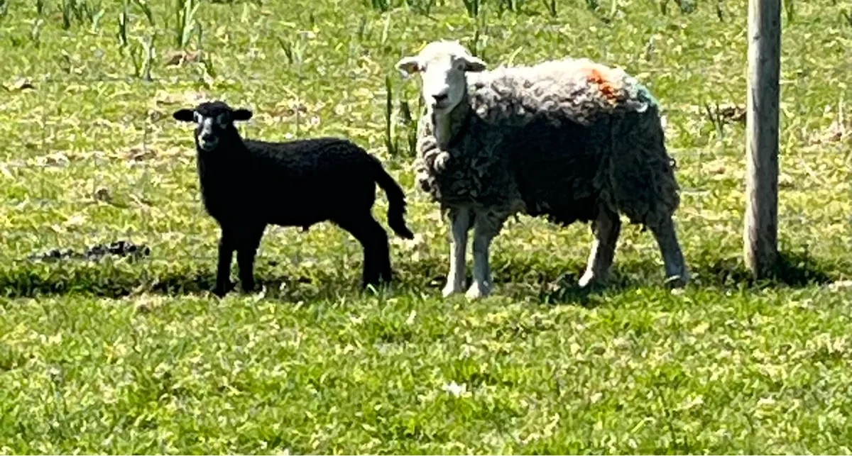 2 Herdwick Hogget ewes and ram lambs at foot - Image 4
