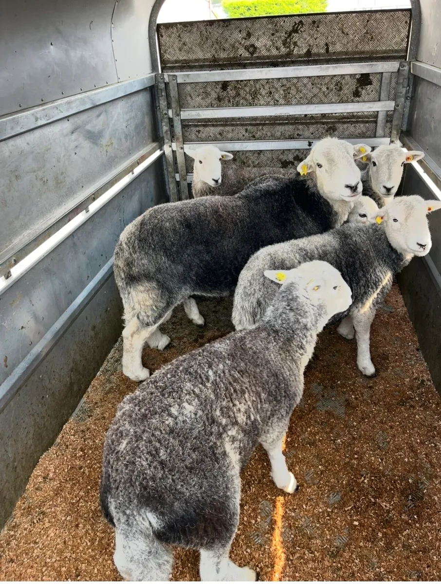 2 Herdwick Hogget ewes and ram lambs at foot - Image 1