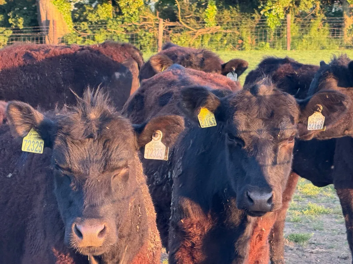 5 SUCKLER BRED ANGUS HEIFERS ( 270 KGS ) - Image 2