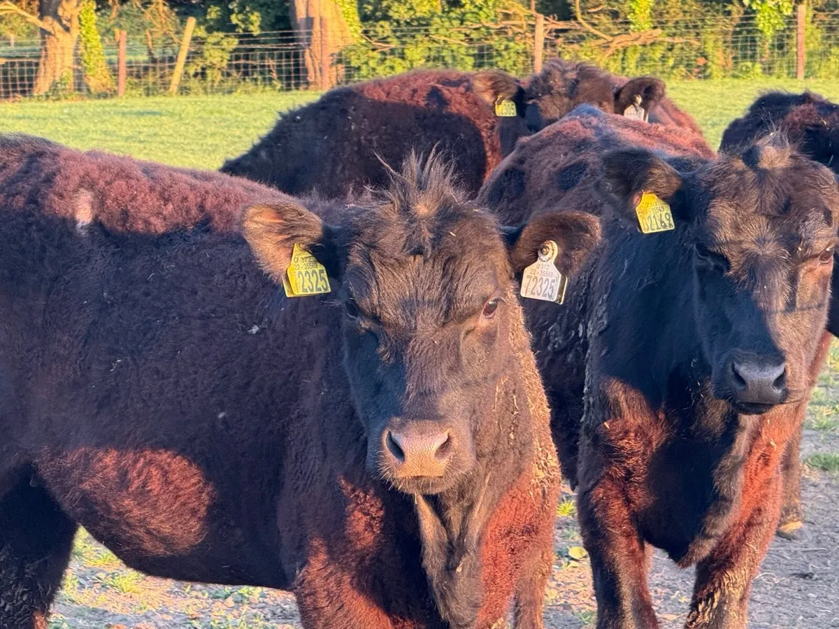 5 SUCKLER BRED ANGUS HEIFERS ( 270 KGS ) - Image 1