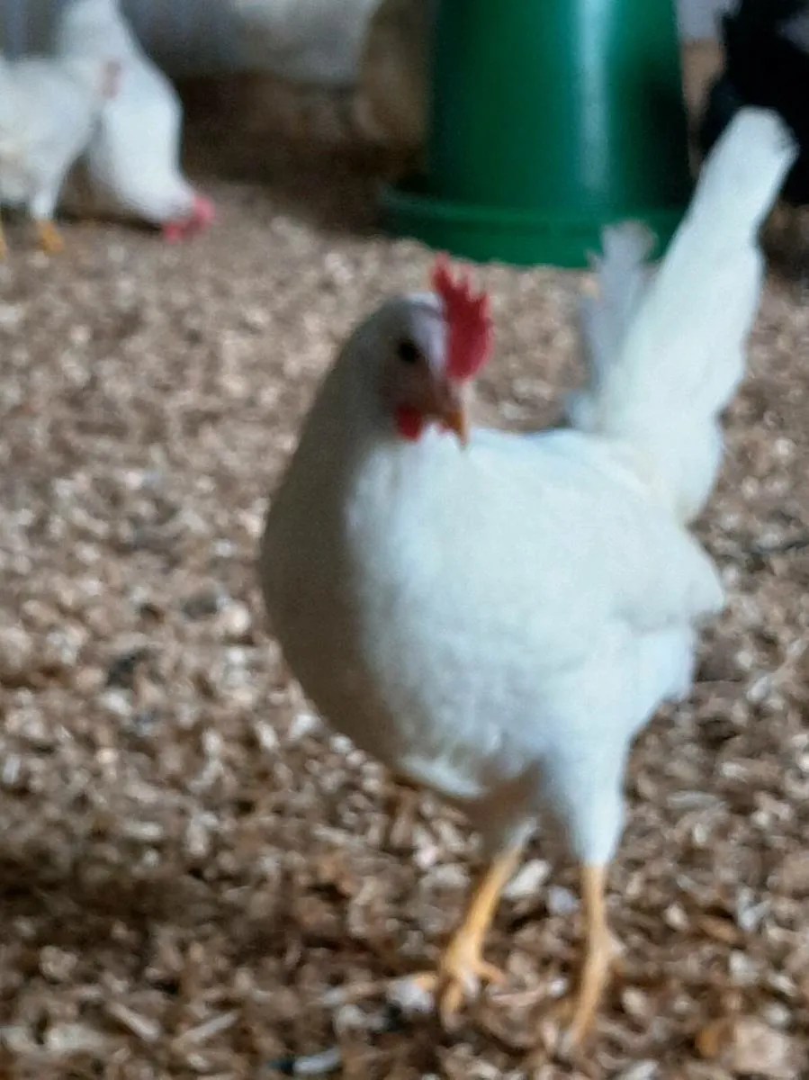 Coonagh poultry sale - Image 2