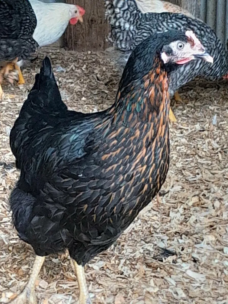 Coonagh poultry sale - Image 3