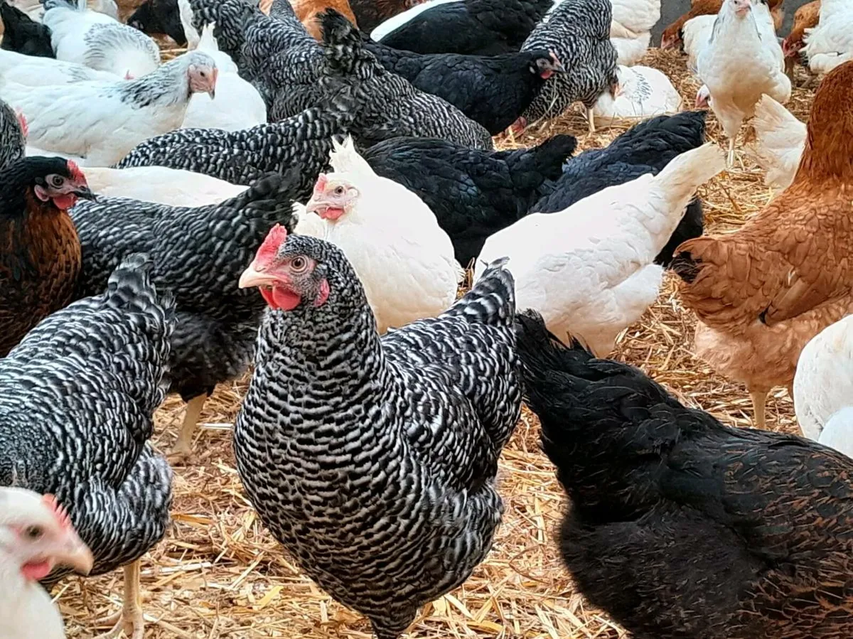Poultry - Image 1