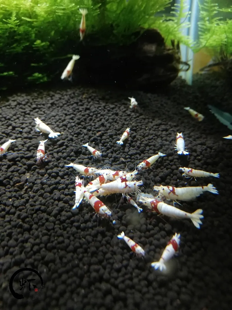 Shrimp and Fish for Sell - Image 1