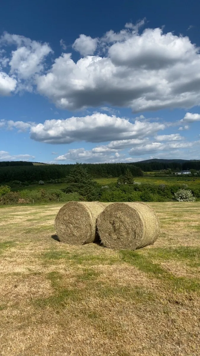Hay for sale - Image 1