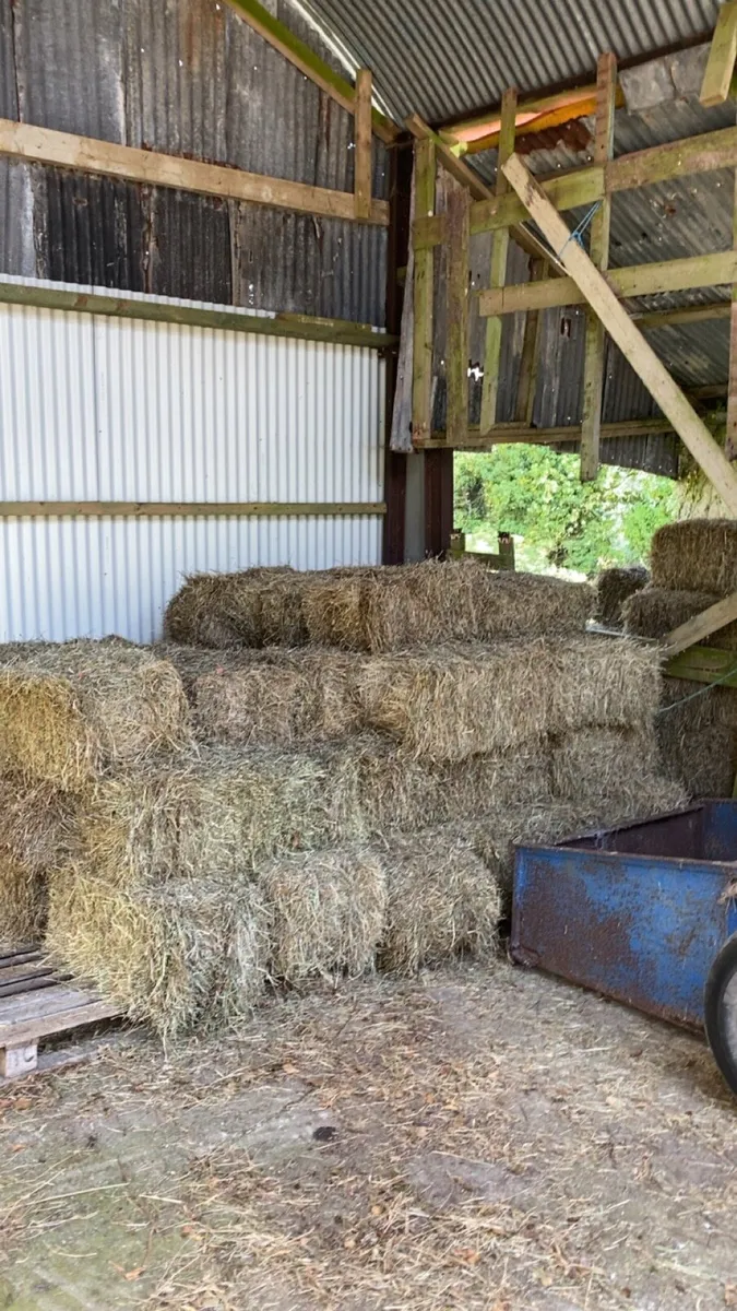 Hay for sale - Image 2
