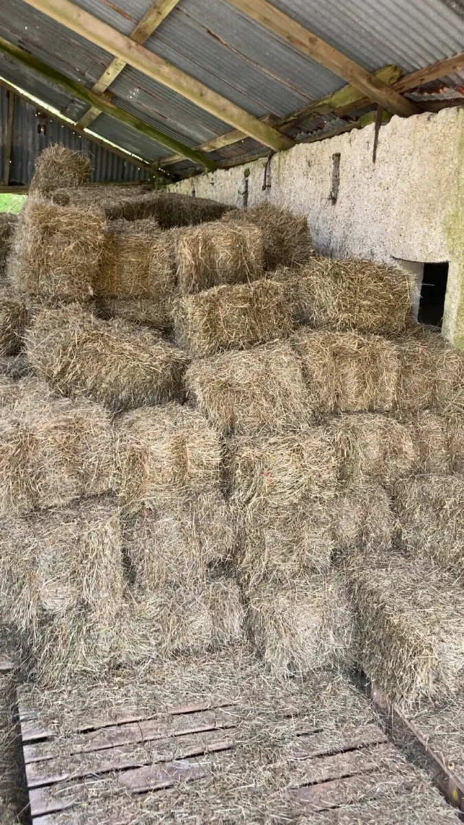 Hay for sale - Image 3