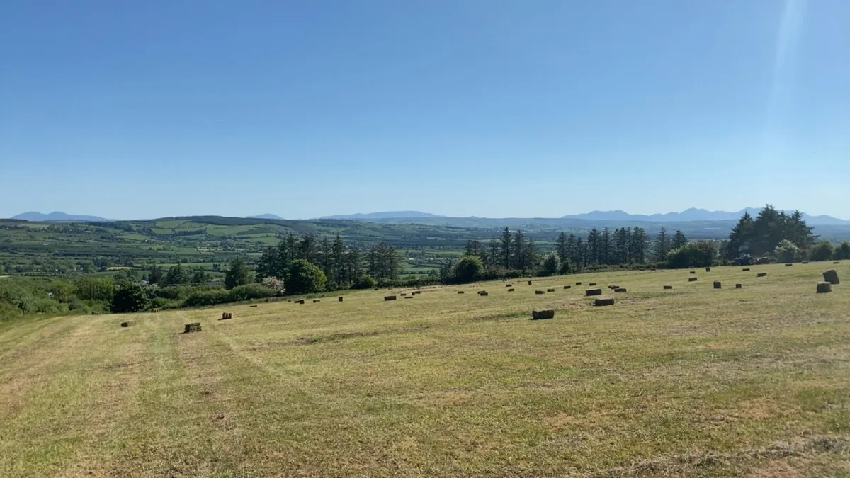 Hay for sale - Image 4