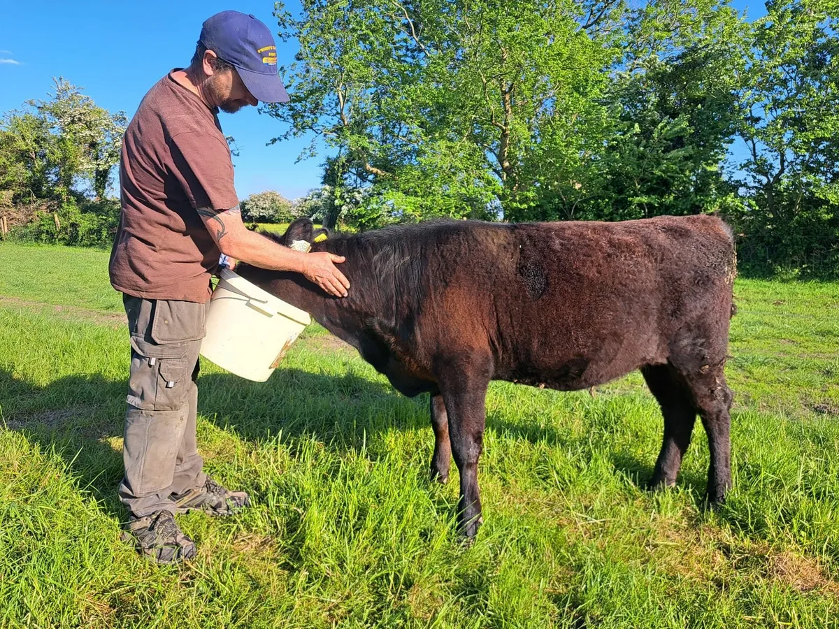 Dexter heifer **UPDATED 24/5** - Image 4