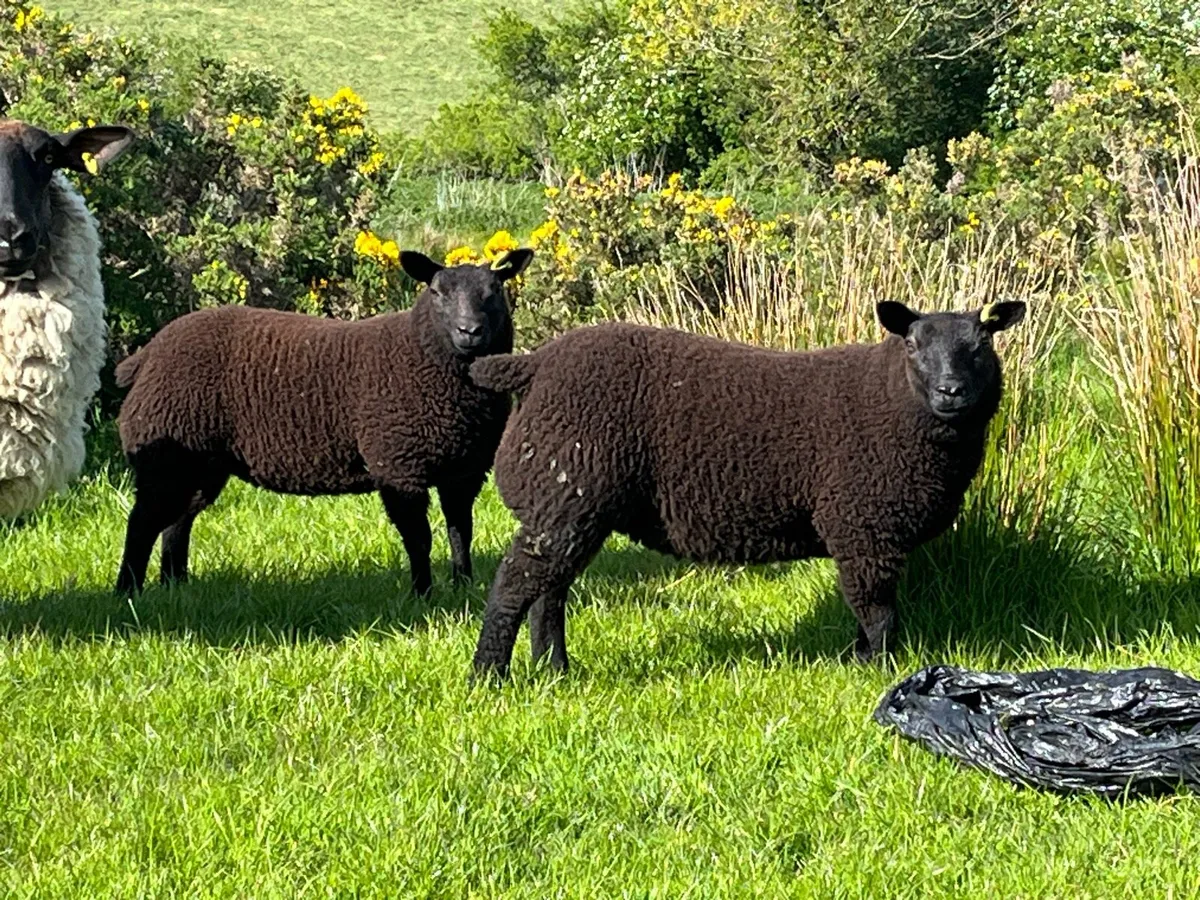 2 black Dassenkop ewe lambs - Image 1