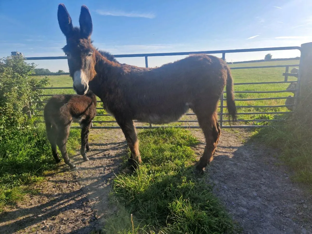 Mare donkey and Filly foal. - Image 2