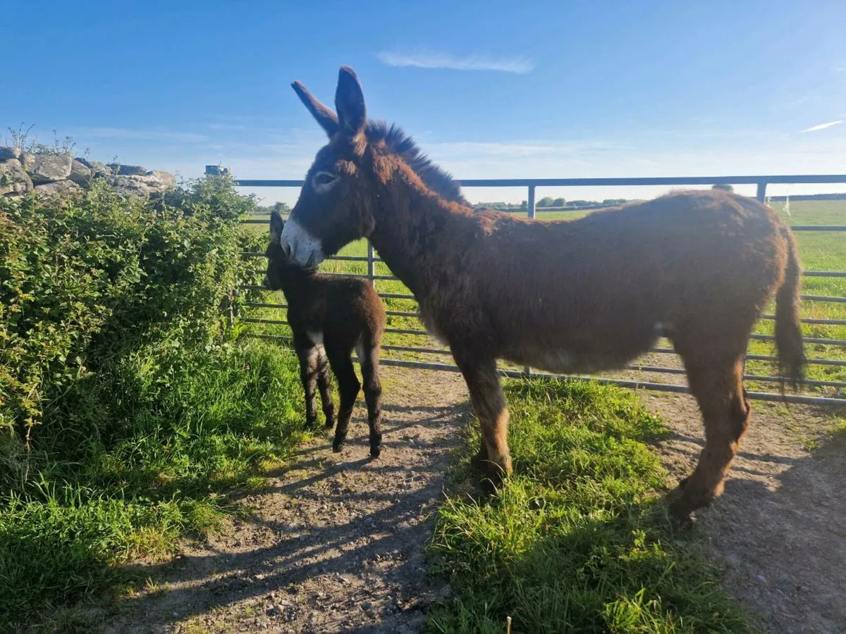 Mare donkey and Filly foal. - Image 1