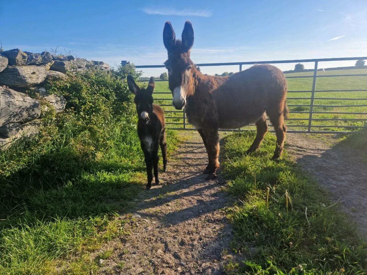 Mare donkey and Filly foal. - Image 4