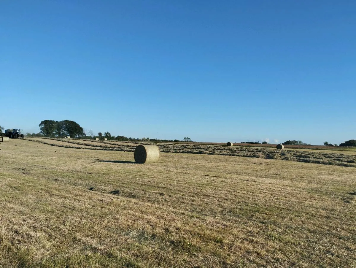 Quality organic hay - Image 1