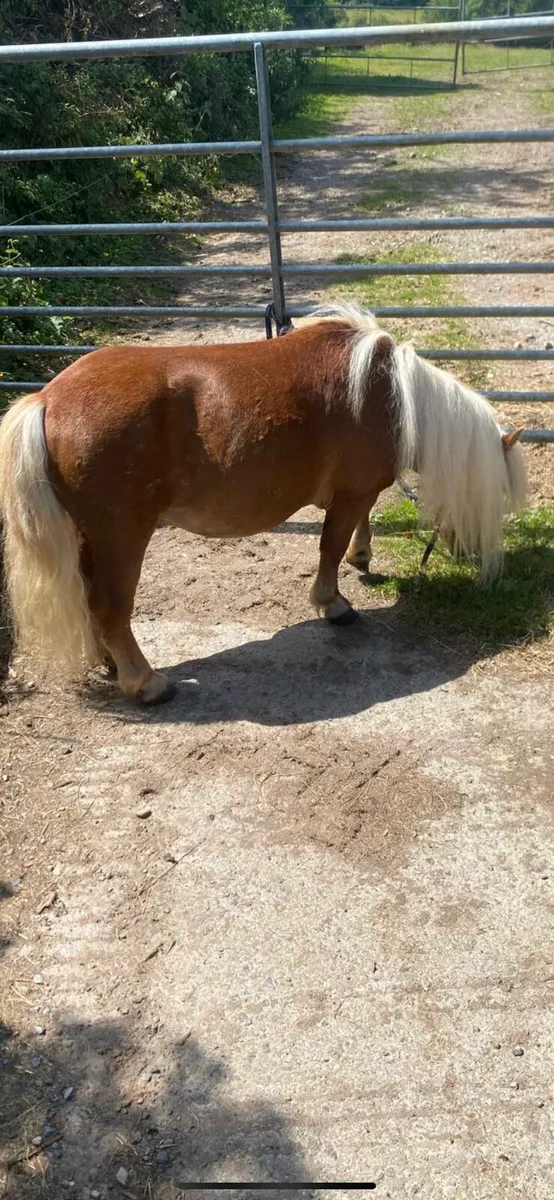 Miniature stallion S - Image 1