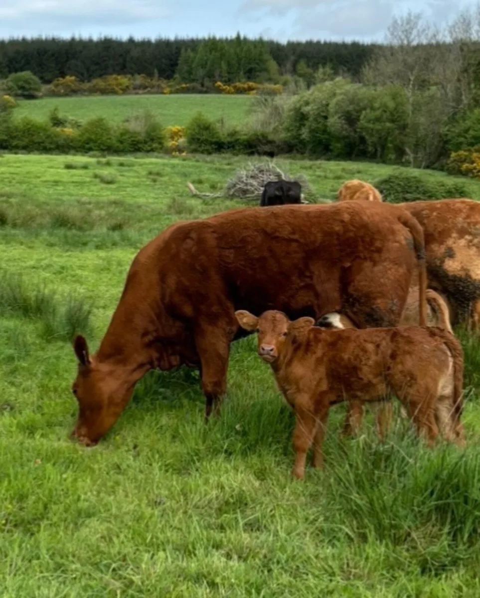 Suckler Heifers with calves at foot - Image 1
