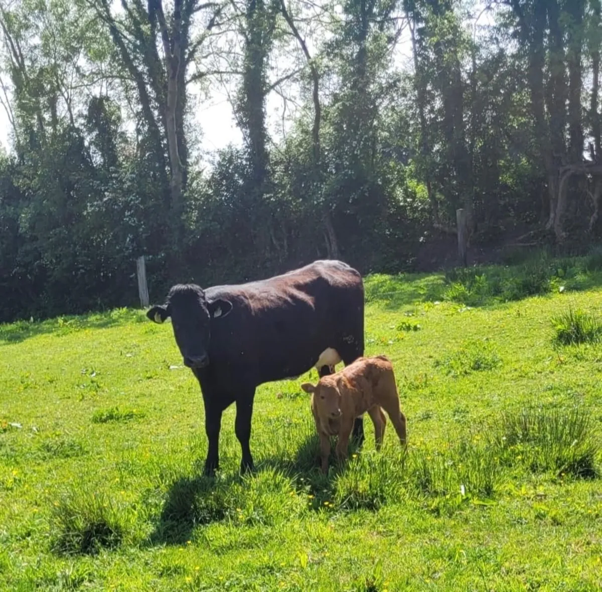 Suckler Heifers with calves at foot - Image 3