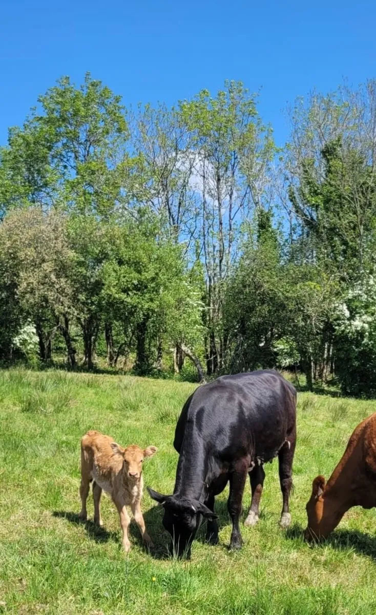 Suckler Heifers with calves at foot - Image 4
