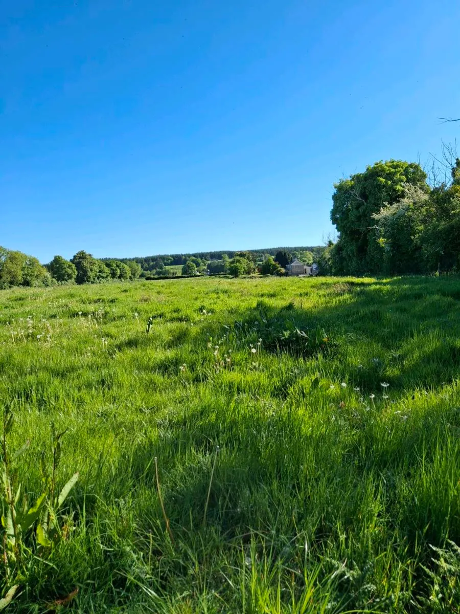 Grass for silage - Image 2