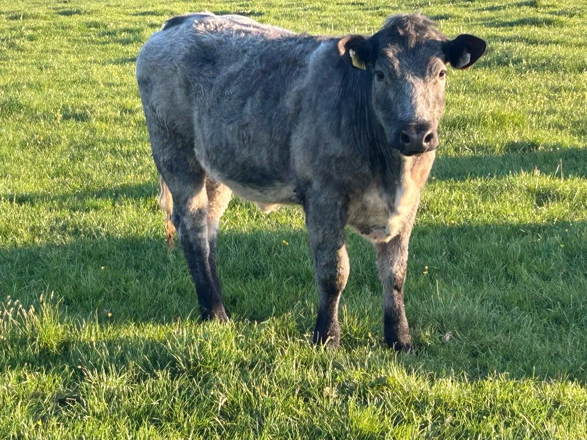 5 star genotyped AI breed breeding heifer - Image 2