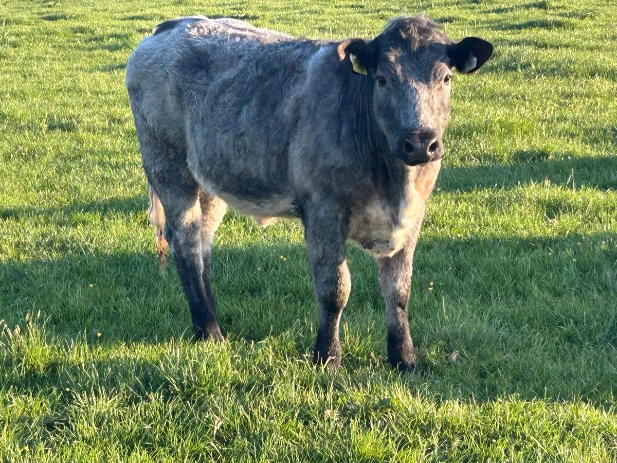5 star genotyped AI breed breeding heifer - Image 3