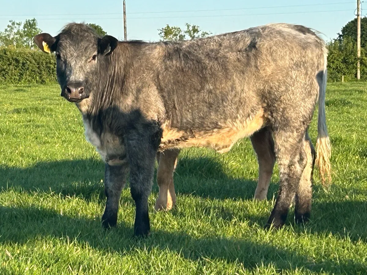 5 star genotyped AI breed breeding heifer - Image 4