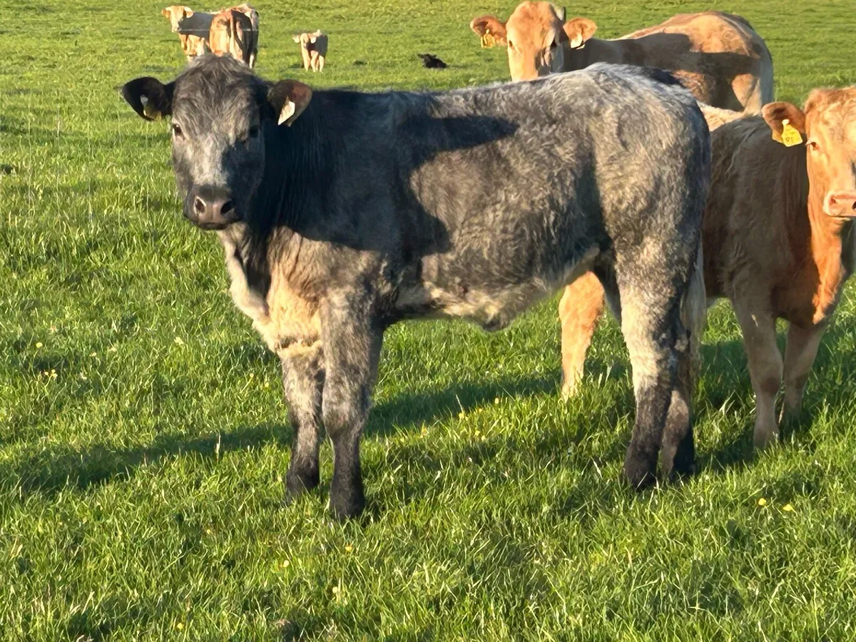 5 star genotyped AI breed breeding heifer - Image 1