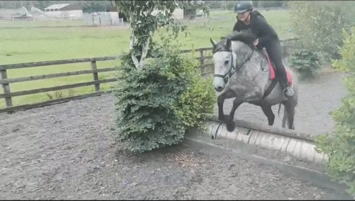 5yo Connie Mare - Image 3