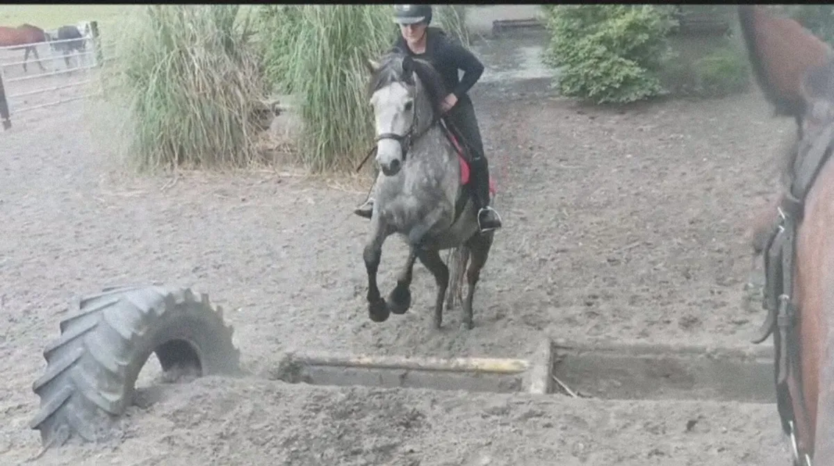 5yo Connie Mare - Image 2