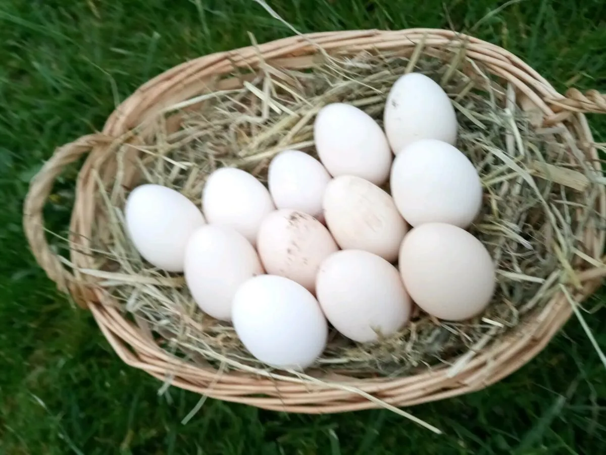 Hatching eggs - Image 2