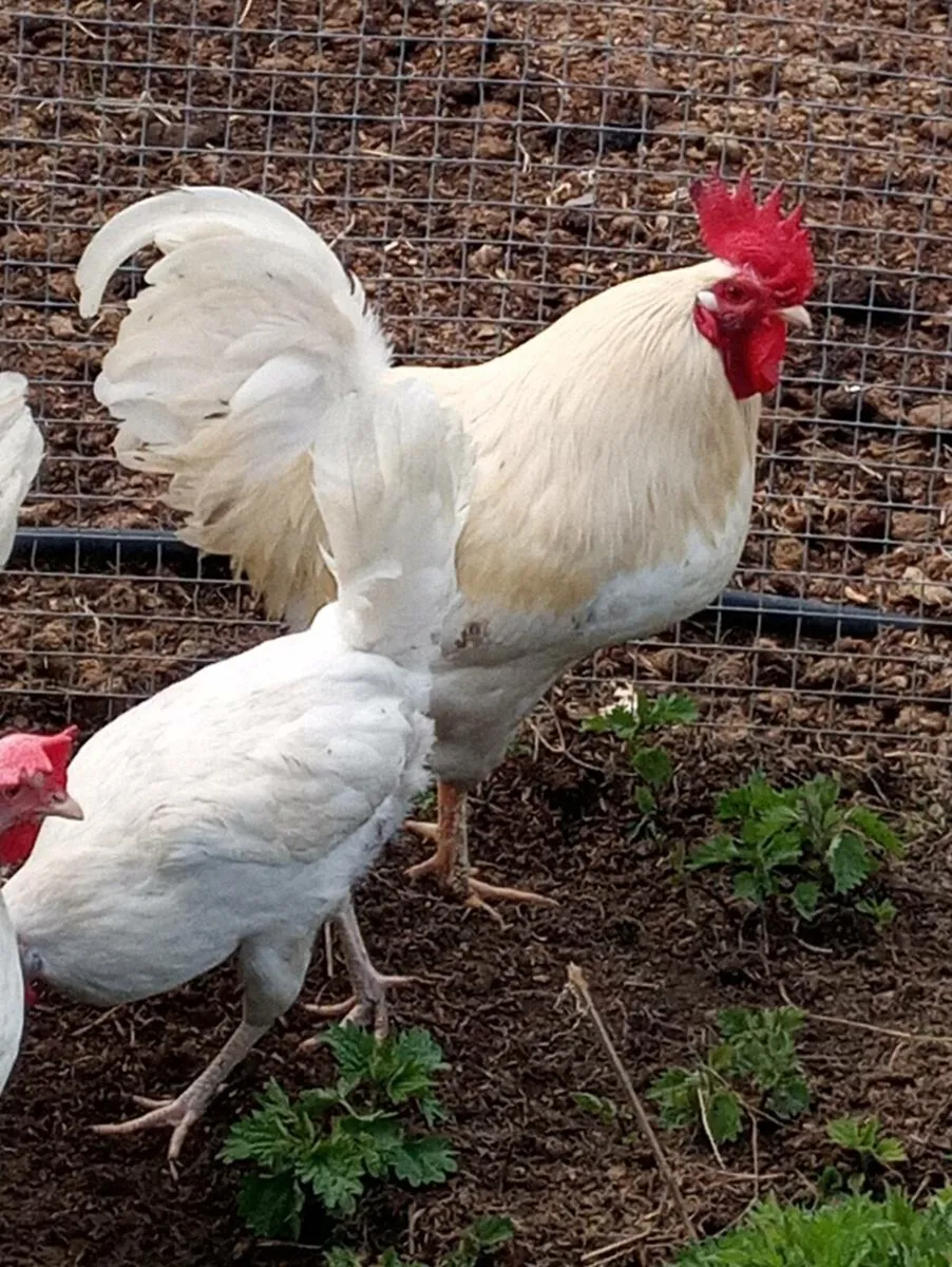 Hatching eggs - Image 3