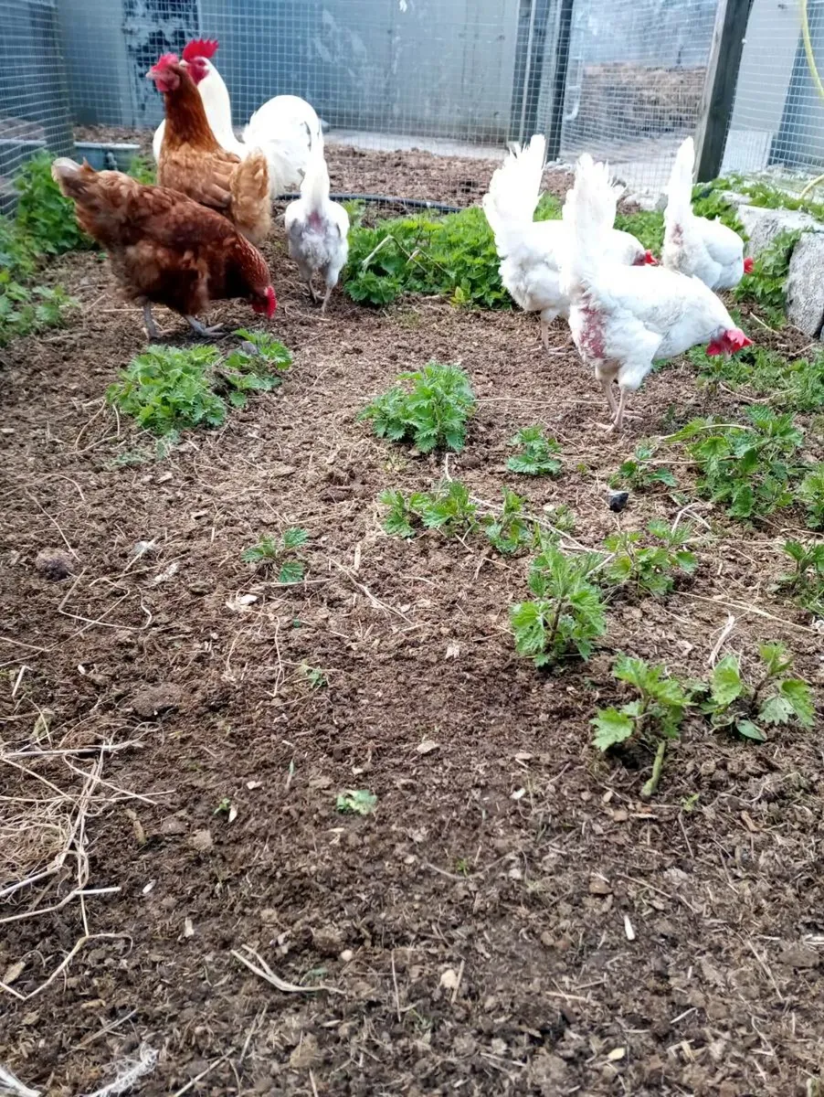 Hatching eggs - Image 4