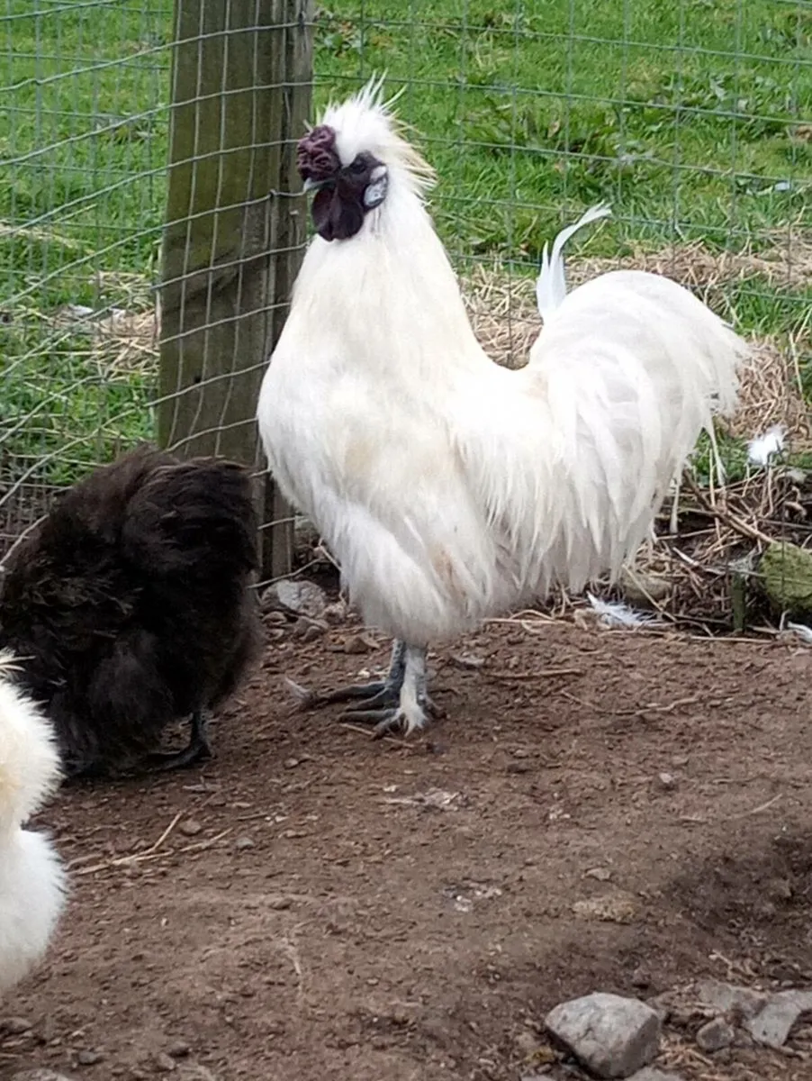 Hatching eggs - Image 1