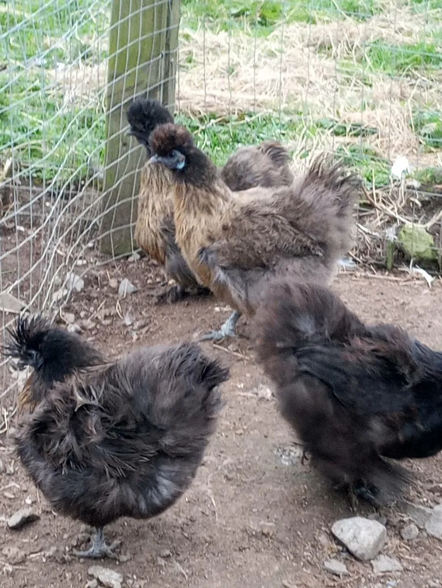 Hatching eggs - Image 4