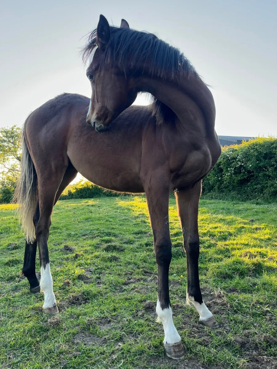 Yearling NH filly - Image 2