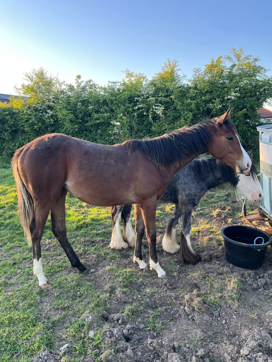 Yearling NH filly - Image 4