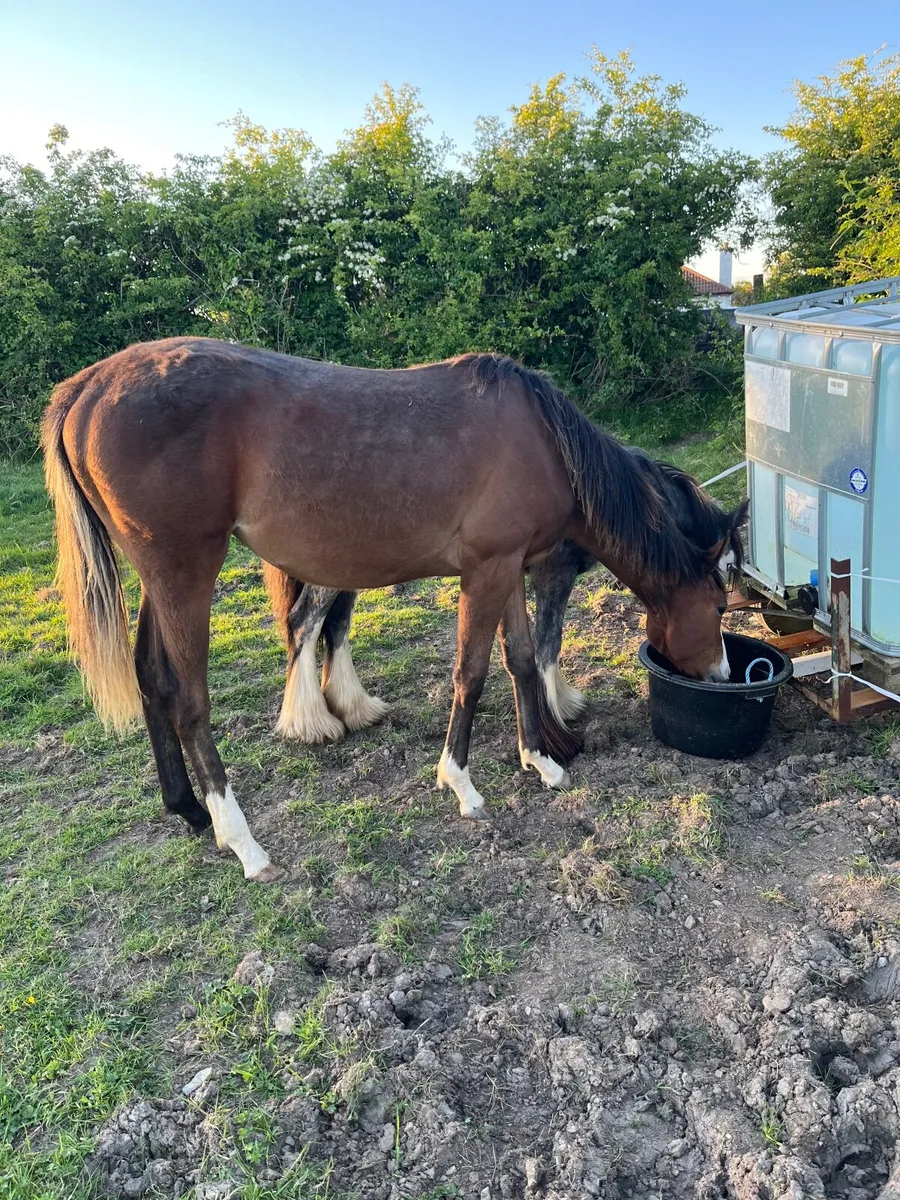 Yearling NH filly - Image 1