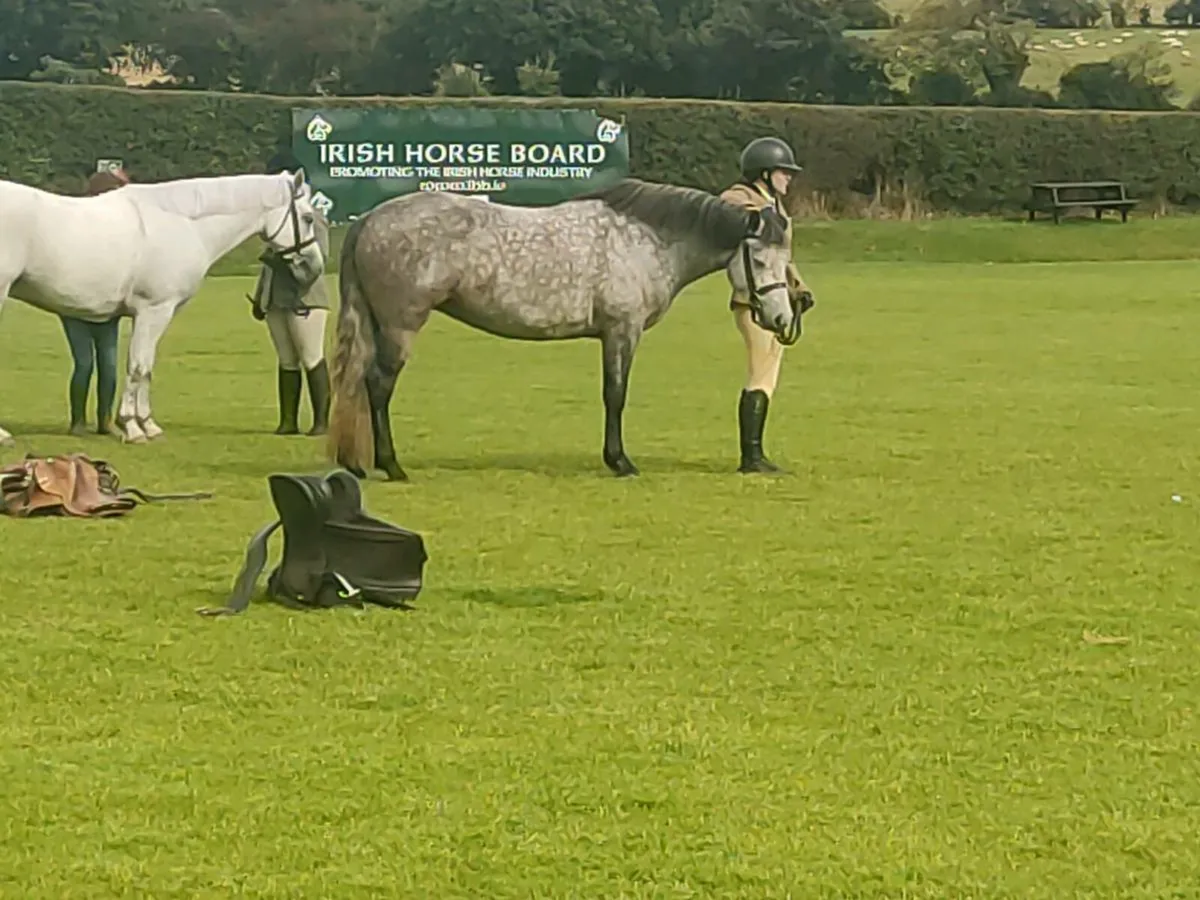5yo Connie Mare - Image 1