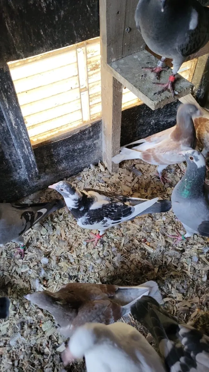 Pigeons - Image 1