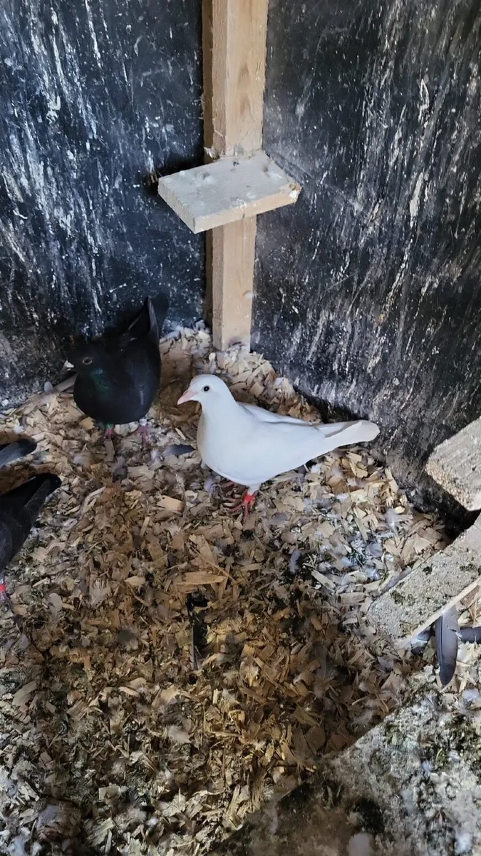 Pigeons - Image 2