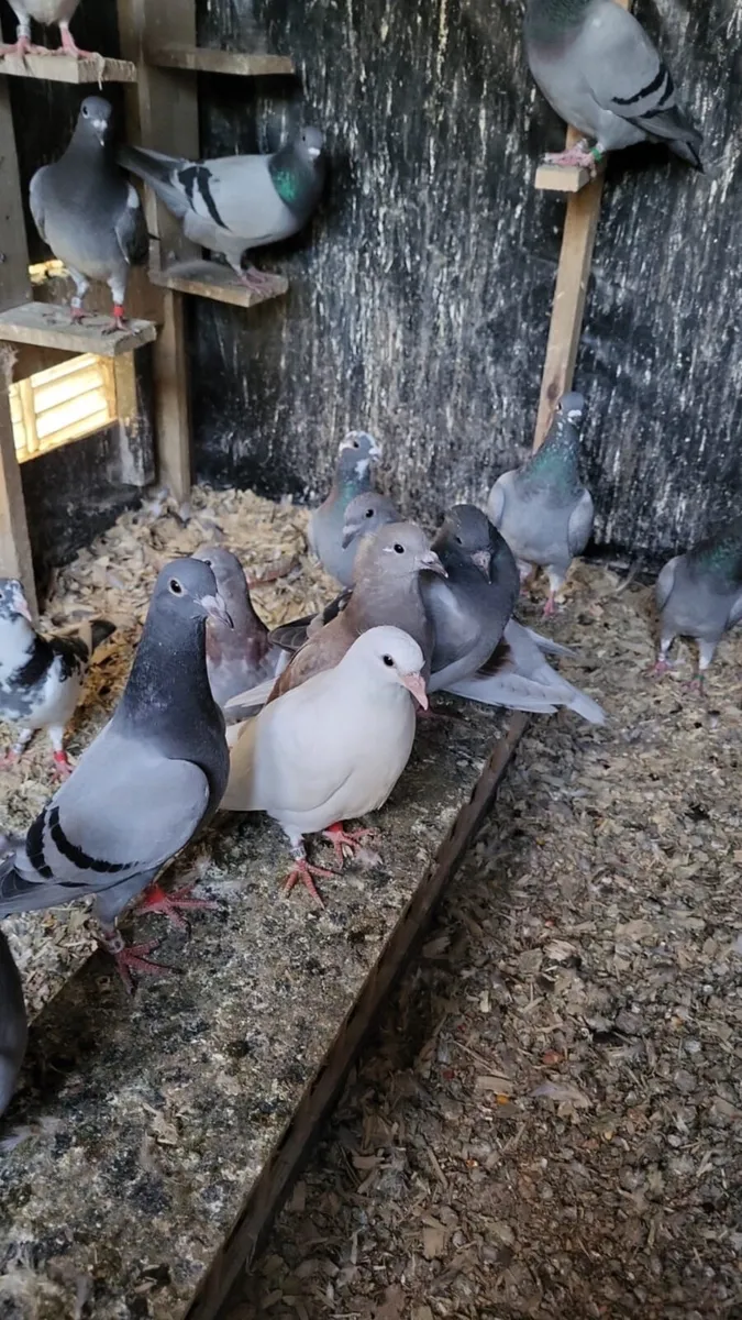 Pigeons - Image 3