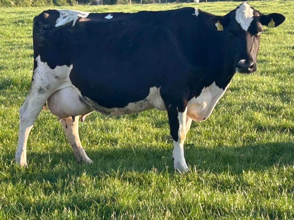 Friesan cow suitable to rear calf’s - Image 1
